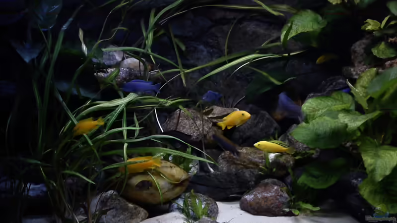 Aquarium Atlantis von LaEy (11)