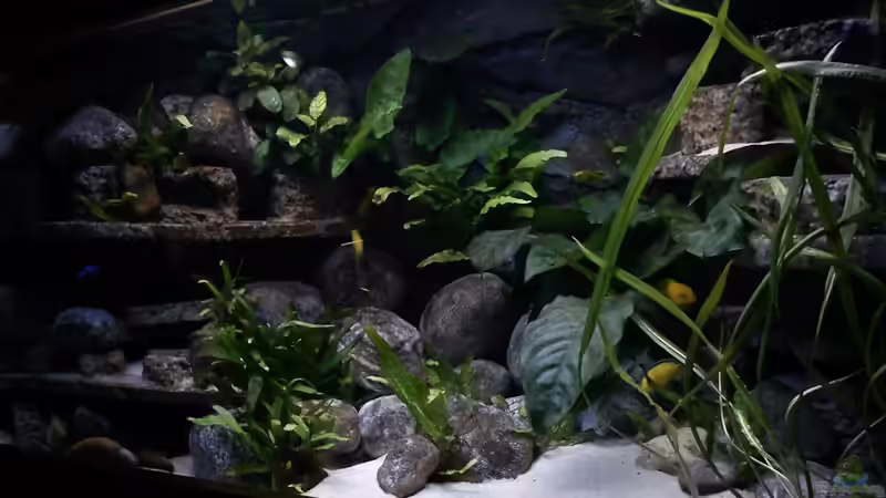 Aquarium Atlantis von LaEy (13)