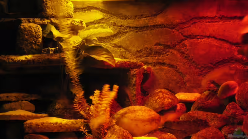 Aquarium Atlantis von LaEy (6)