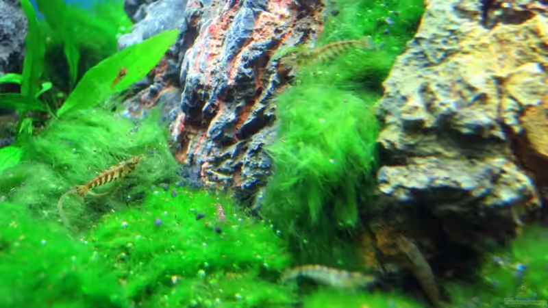 Aquarium Auf dem blauen Berge leben wir;) von Supernova (12)