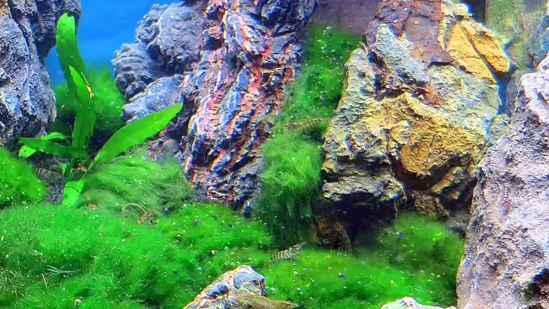 Aquarium Auf dem blauen Berge leben wir;) von Supernova (13)