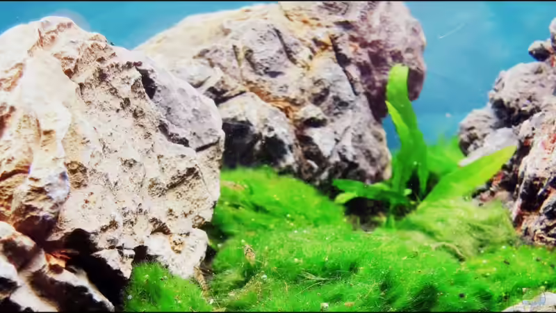 Aquarium Auf dem blauen Berge leben wir;) von Supernova (14)