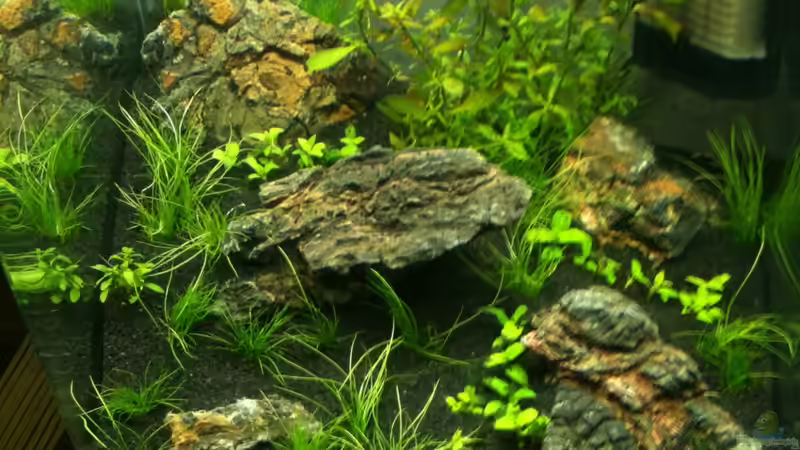 Aquarium Auf dem blauen Berge leben wir;) von Supernova (16)