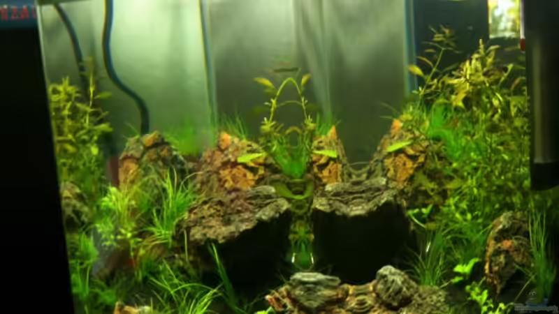 Aquarium Auf dem blauen Berge leben wir;) von Supernova (17)