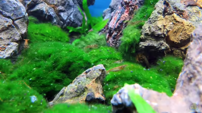 Aquarium Auf dem blauen Berge leben wir;) von Supernova (5)