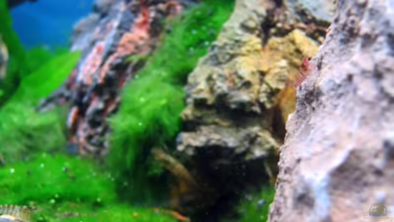 Aquarium Auf dem blauen Berge leben wir;) von Supernova (6)