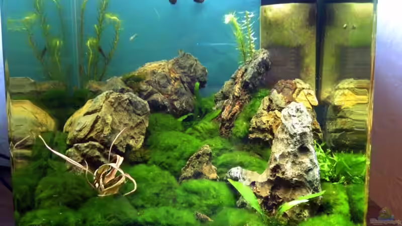 Aquarium Auf dem blauen Berge leben wir;) von Supernova (8)