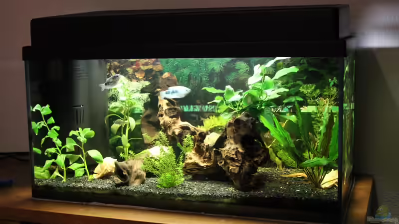Aquarium auf Kommode von Marc Leu (3)