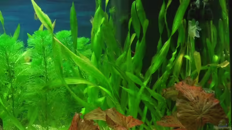 Aquarium auf Sand gebaut von Martino69 (10)