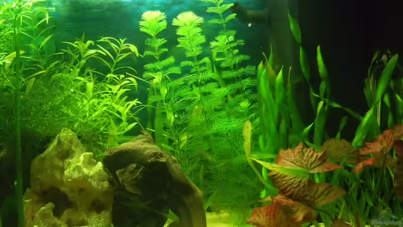 Aquarium auf Sand gebaut von Martino69 (11)