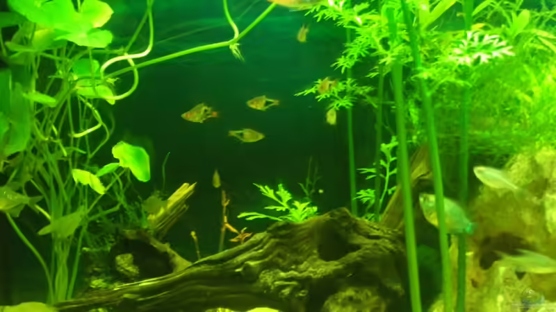 Aquarium auf Sand gebaut von Martino69 (12)