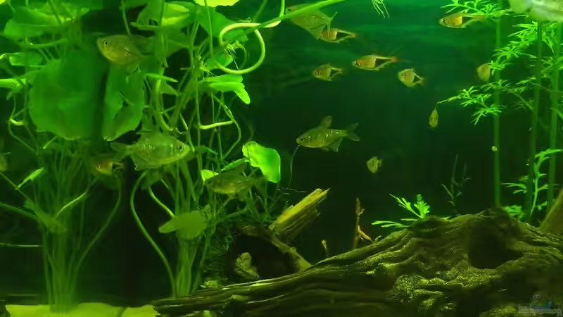 Aquarium auf Sand gebaut von Martino69 (13)