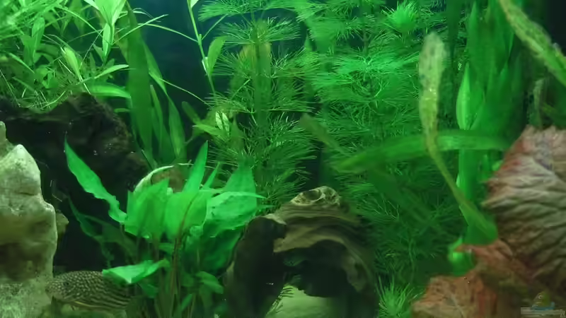 Aquarium auf Sand gebaut von Martino69 (14)