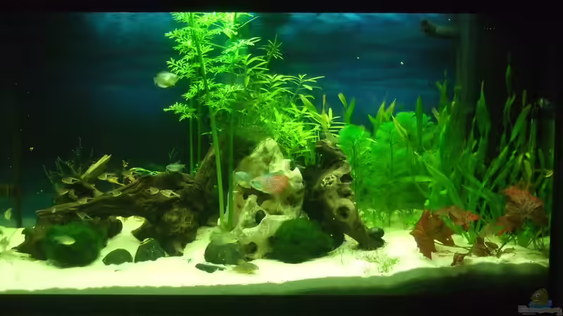 Aquarium auf Sand gebaut von Martino69 (2)