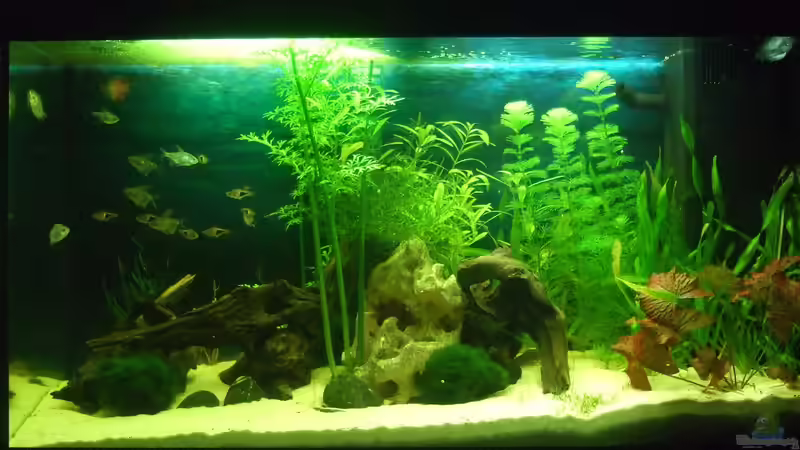 Aquarium auf Sand gebaut von Martino69 (3)