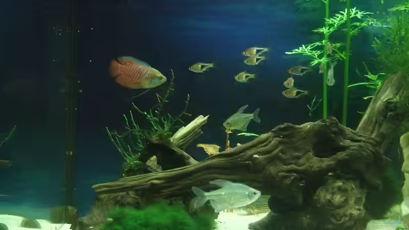 Aquarium auf Sand gebaut von Martino69 (4)