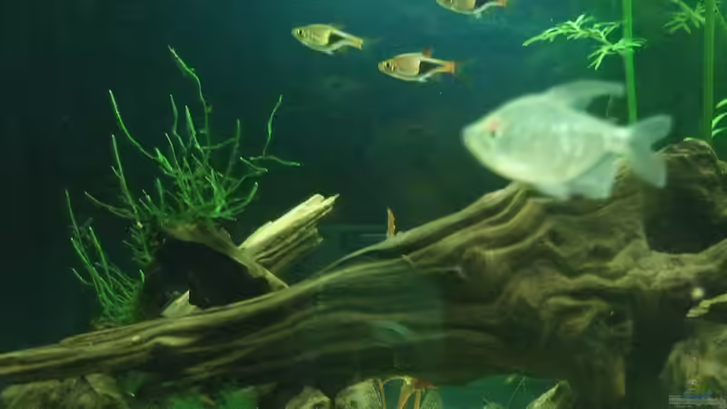 Aquarium auf Sand gebaut von Martino69 (5)