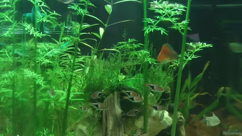 Aquarium auf Sand gebaut von Martino69 (6)