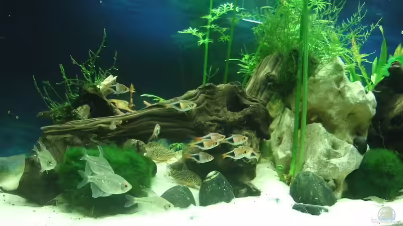 Aquarium auf Sand gebaut von Martino69 (7)