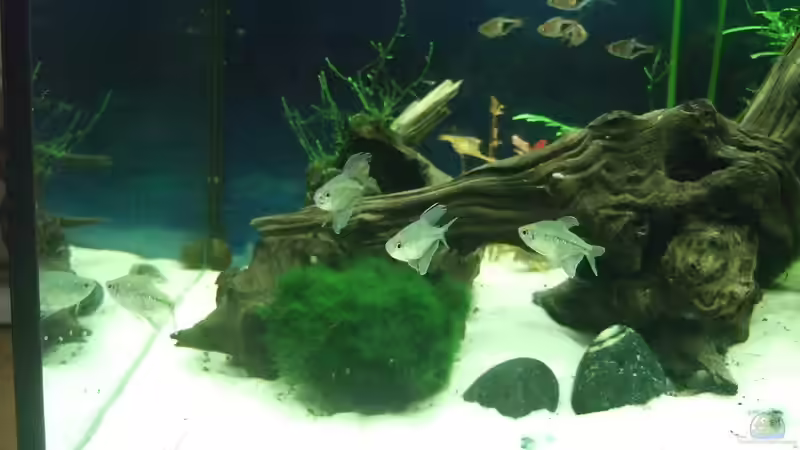 Aquarium auf Sand gebaut von Martino69 (8)