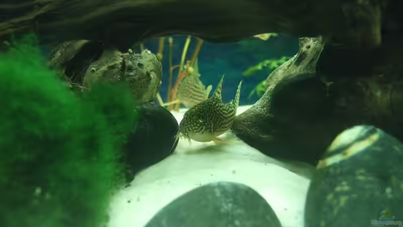 Aquarium auf Sand gebaut von Martino69 (9)