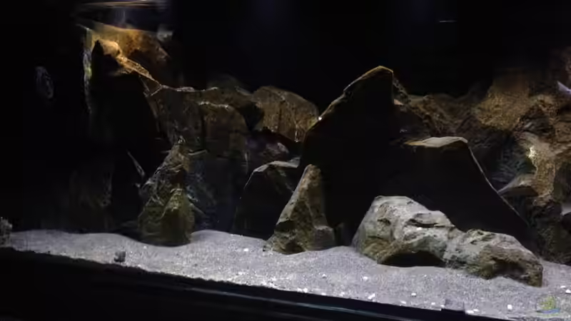 Aquarium aufgelöst ....the_HEART_of_ AFRICA..... von Swenni (2)