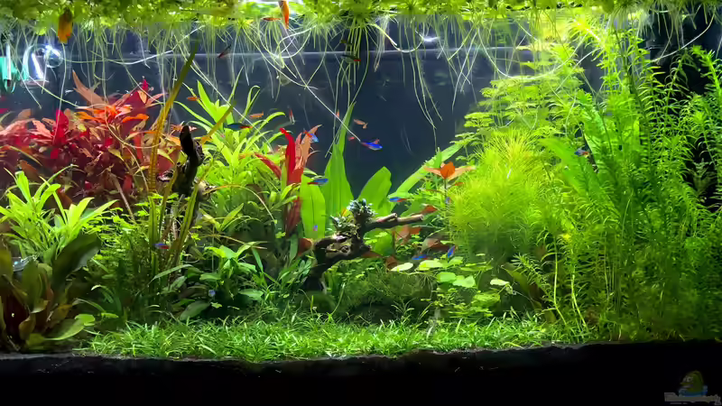 Aquarium Aufgelöst - Asiatisch-amerikanische Vereinigung von Thilo (3)