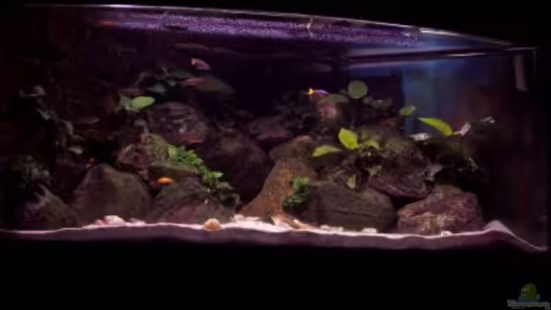 Aquarium Aufgelöst - nur noch als Beispiel von Wolli (3)