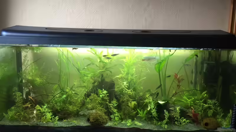 Aquarium Aufgelöst 2018 Becken 33929 Wald im Nebel von Ceylon (11)