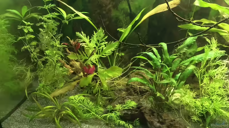 Aquarium Aufgelöst 2018 Becken 33929 Wald im Nebel von Ceylon (15)