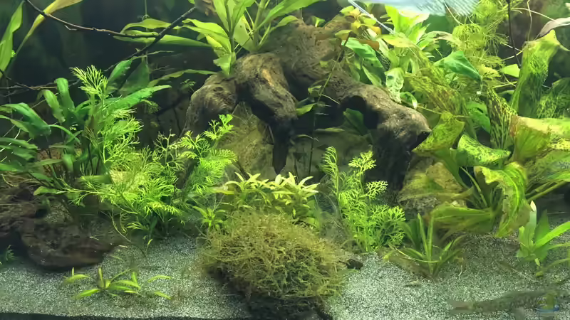 Aquarium Aufgelöst 2018 Becken 33929 Wald im Nebel von Ceylon (16)