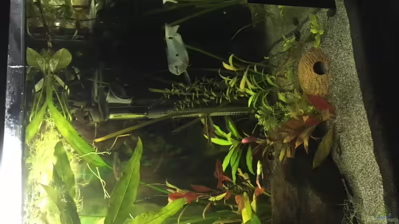 Aquarium Aufgelöst 2018 Becken 33929 Wald im Nebel von Ceylon (17)