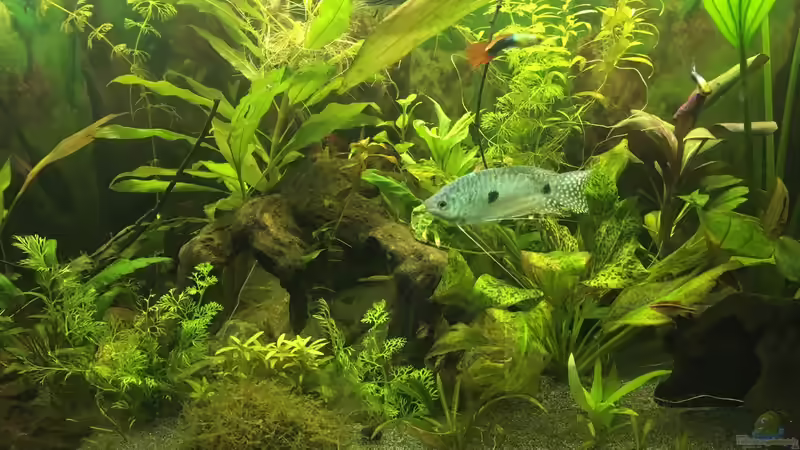 Aquarium Aufgelöst 2018 Becken 33929 Wald im Nebel von Ceylon (19)