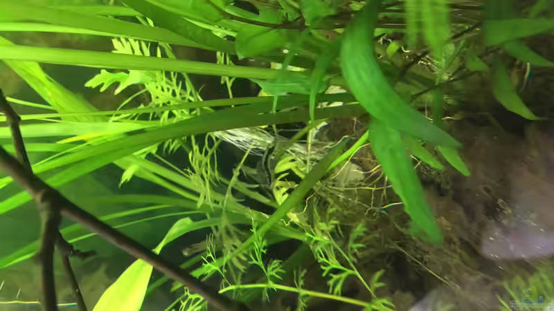 Aquarium Aufgelöst 2018 Becken 33929 Wald im Nebel von Ceylon (2)