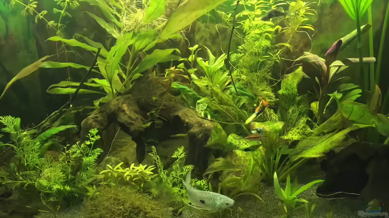 Aquarium Aufgelöst 2018 Becken 33929 Wald im Nebel von Ceylon (20)