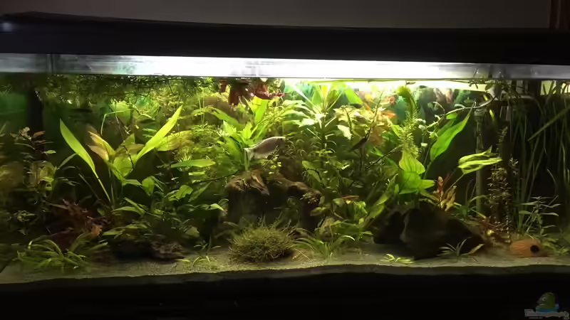 Aquarium Aufgelöst 2018 Becken 33929 Wald im Nebel von Ceylon (21)