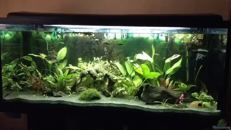 Aquarium Aufgelöst 2018 Becken 33929 Wald im Nebel von Ceylon (23)