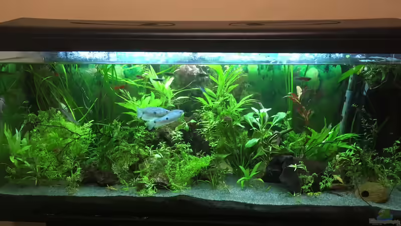 Aquarium Aufgelöst 2018 Becken 33929 Wald im Nebel von Ceylon (3)