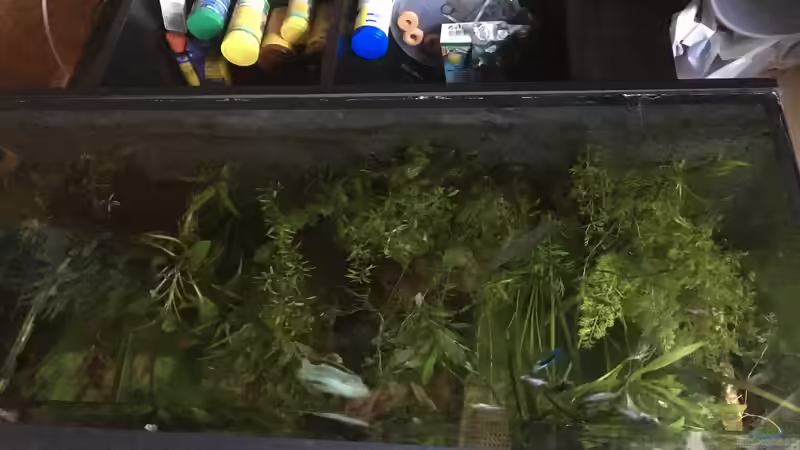 Aquarium Aufgelöst 2018 Becken 33929 Wald im Nebel von Ceylon (5)