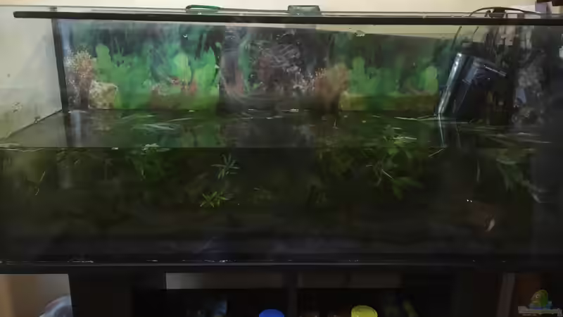 Aquarium Aufgelöst 2018 Becken 33929 Wald im Nebel von Ceylon (6)