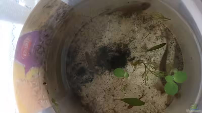 Aquarium Aufgelöst 2018 Becken 33929 Wald im Nebel von Ceylon (7)