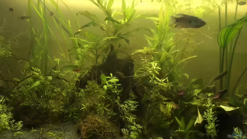 Aquarium Aufgelöst 2018 Becken 33929 Wald im Nebel von Ceylon (9)