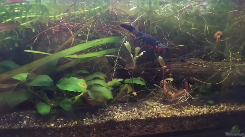 Aquarium Aufgelöst 33928 feuerbauchmolche von Ceylon (2)