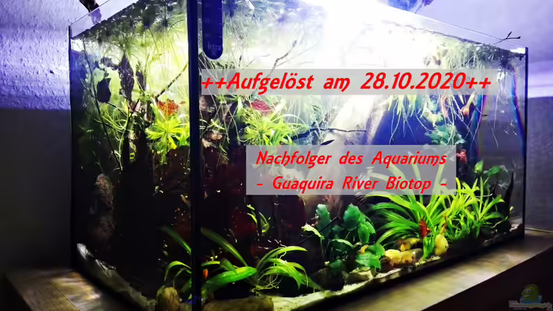 Aquarium aufgelöst am 28.10.2020 von David Schneider Aquaristik (1)