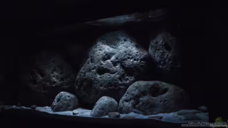 Aquarium Aufgelöst "perlmutt-Artenbecken" von MichaB (2)