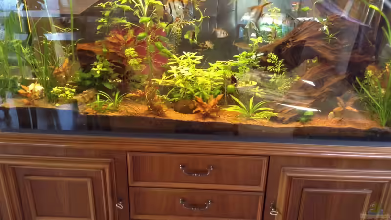 Aquarium Aufgelöst Becken 33922 Ceylons Raumteiler von Ceylon (13)