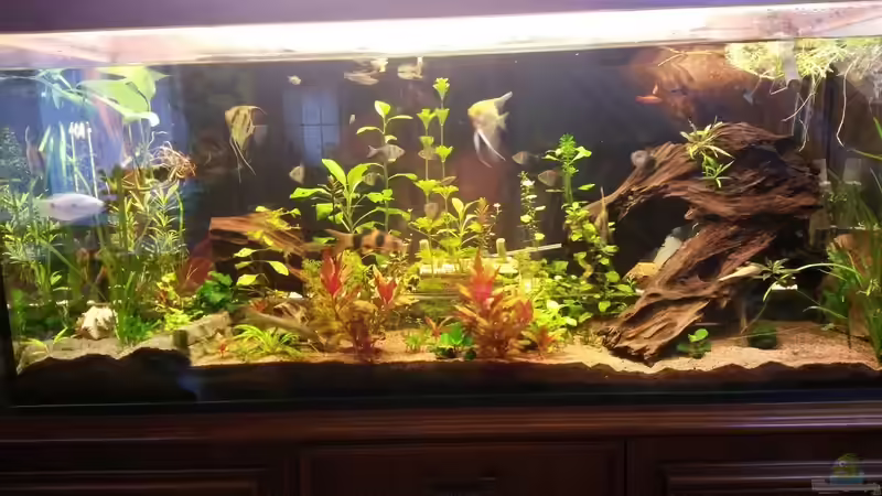 Aquarium Aufgelöst Becken 33922 Ceylons Raumteiler von Ceylon (7)