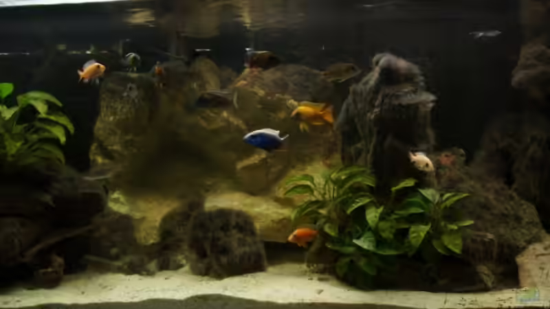 Aquarium AUFGELÖST Malawi - Aulonocara von Schdäff (10)