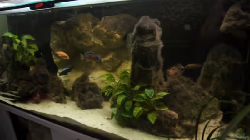 Aquarium AUFGELÖST Malawi - Aulonocara von Schdäff (8)