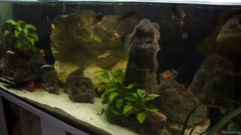 Aquarium AUFGELÖST Malawi - Aulonocara von Schdäff (9)